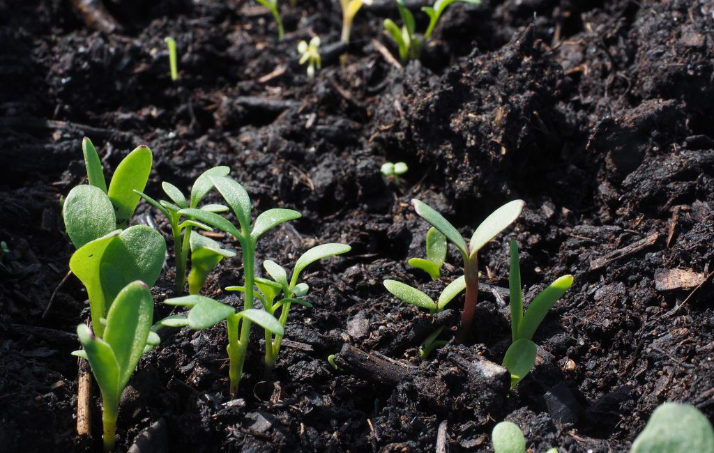 découvrez les différentes méthodes de culture pour optimiser vos récoltes. apprenez à utiliser les techniques traditionnelles et modernes pour améliorer la santé de vos plantes et maximiser votre production agricole.