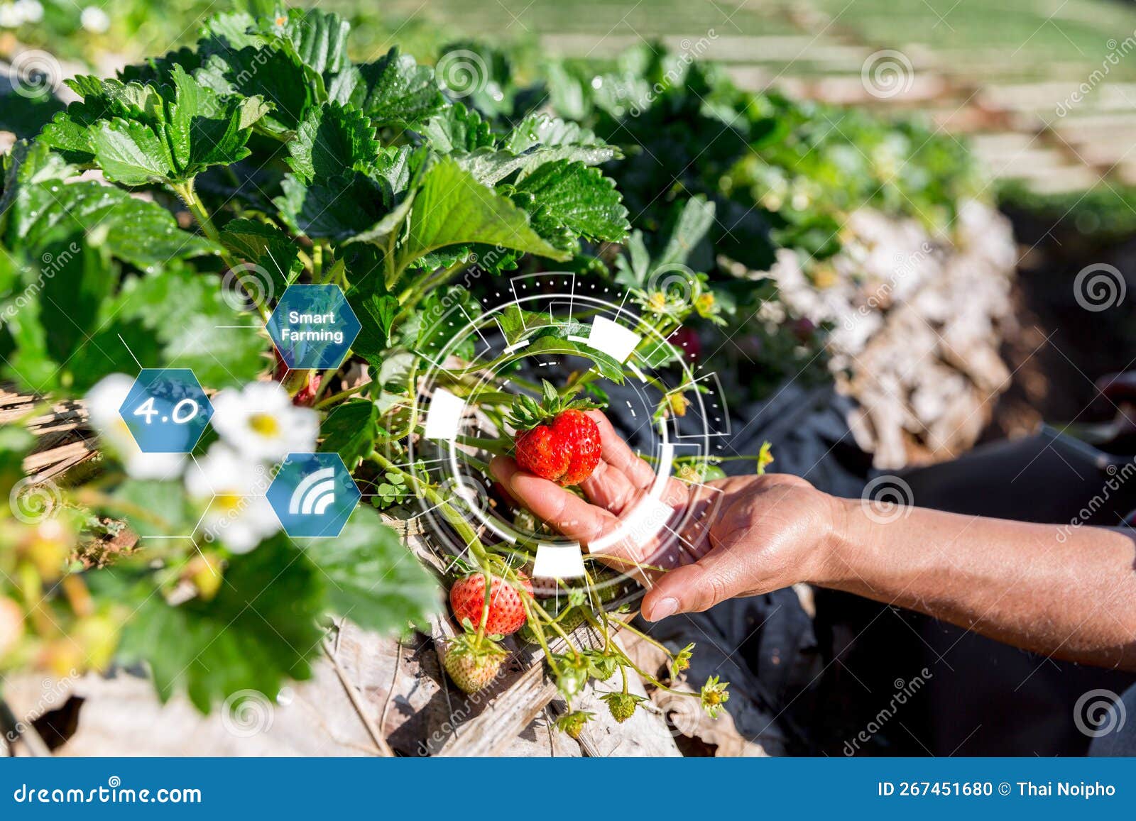 découvrez comment les outils numériques transforment la gestion des fermes, optimisant les productions agricoles, améliorant la traçabilité des cultures et facilitant la prise de décision grâce à des technologies innovantes.