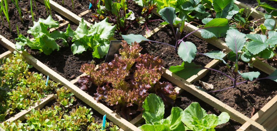 découvrez les principes de la permaculture durable pour créer des écosystèmes résilients et productifs. apprenez à cultiver de manière éthique et respectueuse de l'environnement, tout en maximisant la biodiversité et la durabilité de vos productions.