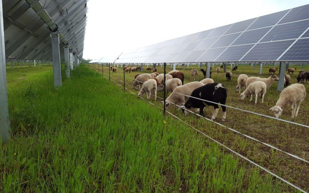 découvrez comment l'intégration de l'énergie photovoltaïque dans le secteur agricole peut révolutionner les pratiques durables, améliorer les rendements et répondre aux enjeux environnementaux tout en soutenant une agriculture respectueuse de la nature.