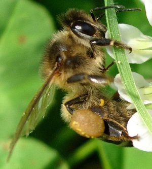 découvrez l'importance des pollinisateurs dans l'agriculture : clé de la biodiversité et garants de récoltes abondantes. apprenez comment leur protection est essentielle pour l'avenir de l'agriculture durable.