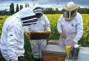 découvrez l'importance vitale des pollinisateurs dans l'agriculture. apprenez comment ces insectes essentiels contribuent à la biodiversité, à la production alimentaire et à la durabilité des écosystèmes agricoles. protégeons ensemble nos pollinisateurs pour assurer un avenir florissant.