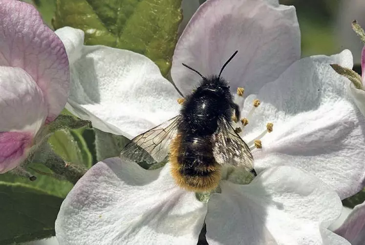 découvrez l'importance des pollinisateurs dans l'agriculture, leur rôle essentiel dans la production alimentaire et les diverses espèces qui favorisent la biodiversité. apprenez comment protéger ces alliés indispensables pour garantir des récoltes durables.