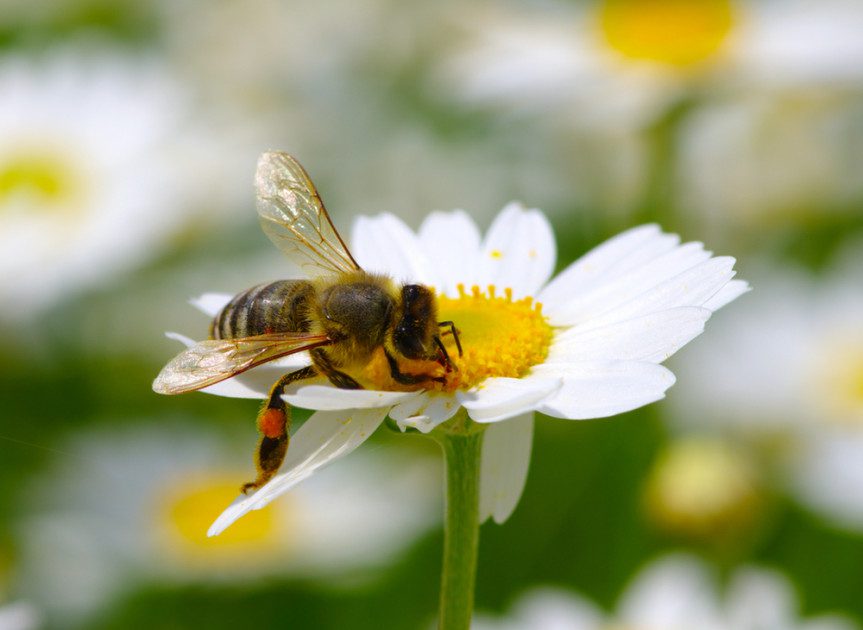 découvrez comment la pollinisation joue un rôle crucial dans l'agriculture durable. apprenez les techniques et pratiques qui favorisent la biodiversité et renforcent la production alimentaire tout en protégeant notre environnement.