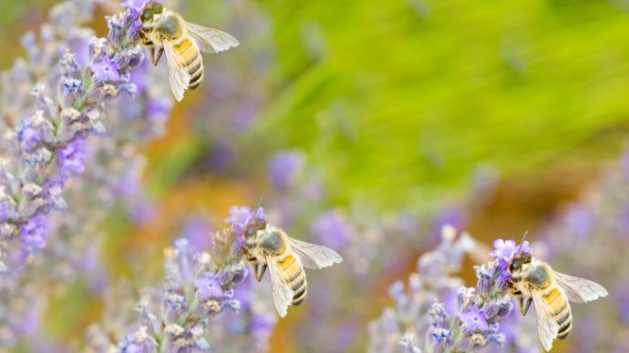 découvrez comment la pollinisation joue un rôle essentiel dans l'agriculture durable. apprenez les pratiques qui favorisent la biodiversité et garantissent des récoltes abondantes tout en préservant notre écosystème.
