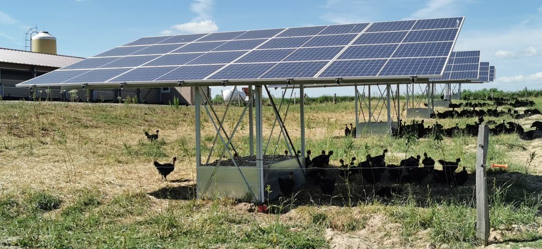 découvrez les poules photovoltaïques, une solution innovante alliant agriculture et énergies renouvelables. apprenez comment ces dispositifs écologiques favorisent le développement durable tout en optimisant la production agricole.