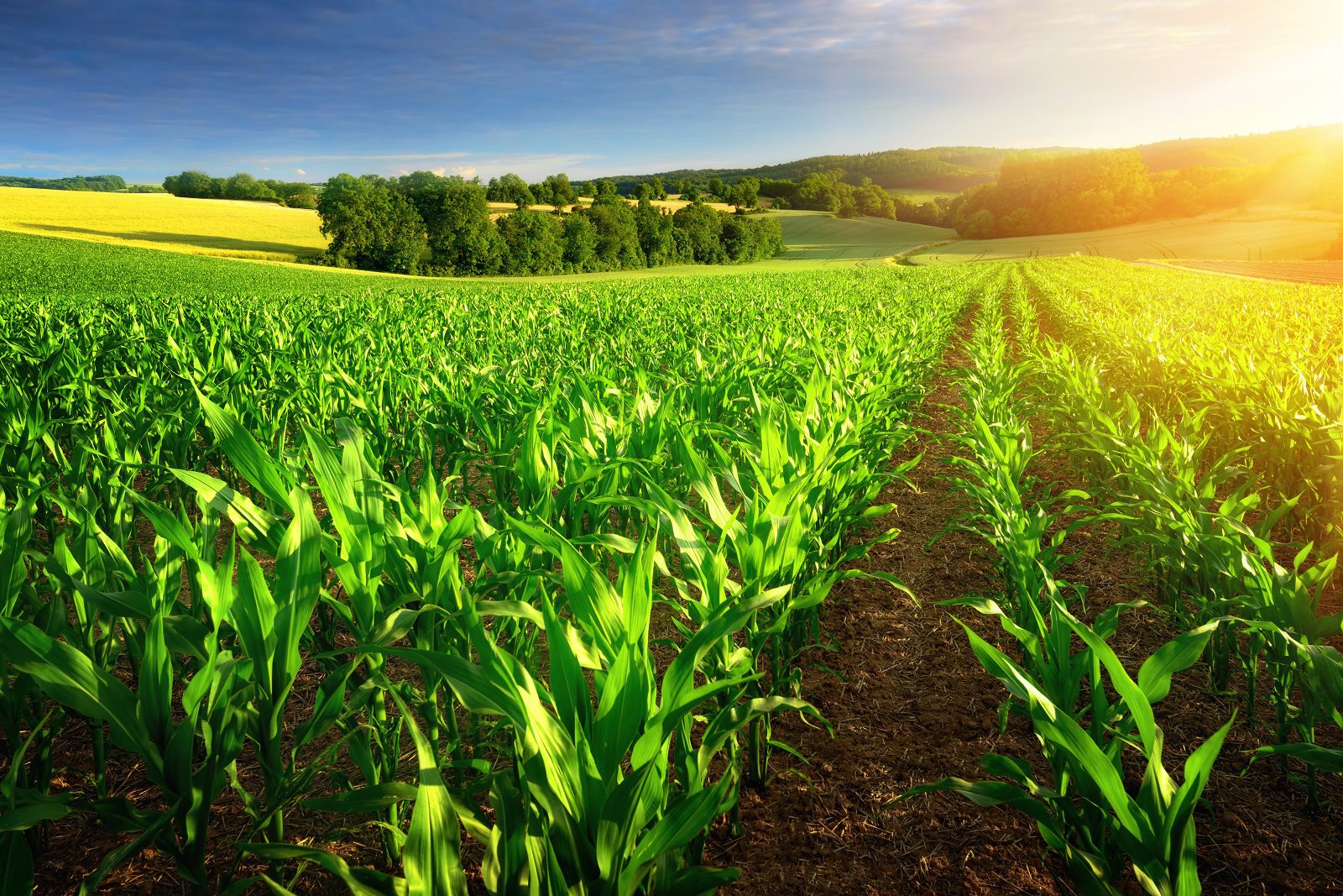 découvrez les pratiques agri-terre, une approche innovante pour l'agriculture durable qui respecte l'environnement tout en maximisant les rendements. explorez des méthodes de culture responsables et des techniques agroécologiques qui permettent de préserver la biodiversité et de renforcer la santé des sols.