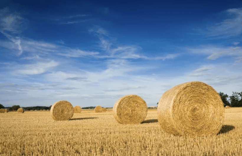 découvrez tout ce qu'il faut savoir sur les prix du fermage agricole en france. informez-vous sur les tendances du marché, les facteurs influençant les tarifs et obtenez des conseils pour bien négocier votre contrat de fermage.