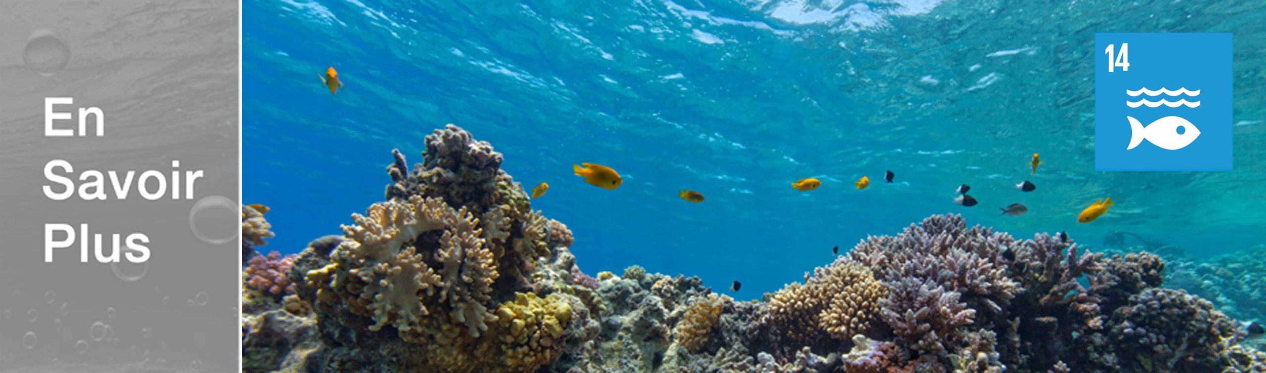 découvrez l'importance de la protection des océans pour préserver la biodiversité marine et lutter contre le changement climatique. engagez-vous pour un avenir durable des mers et océans.