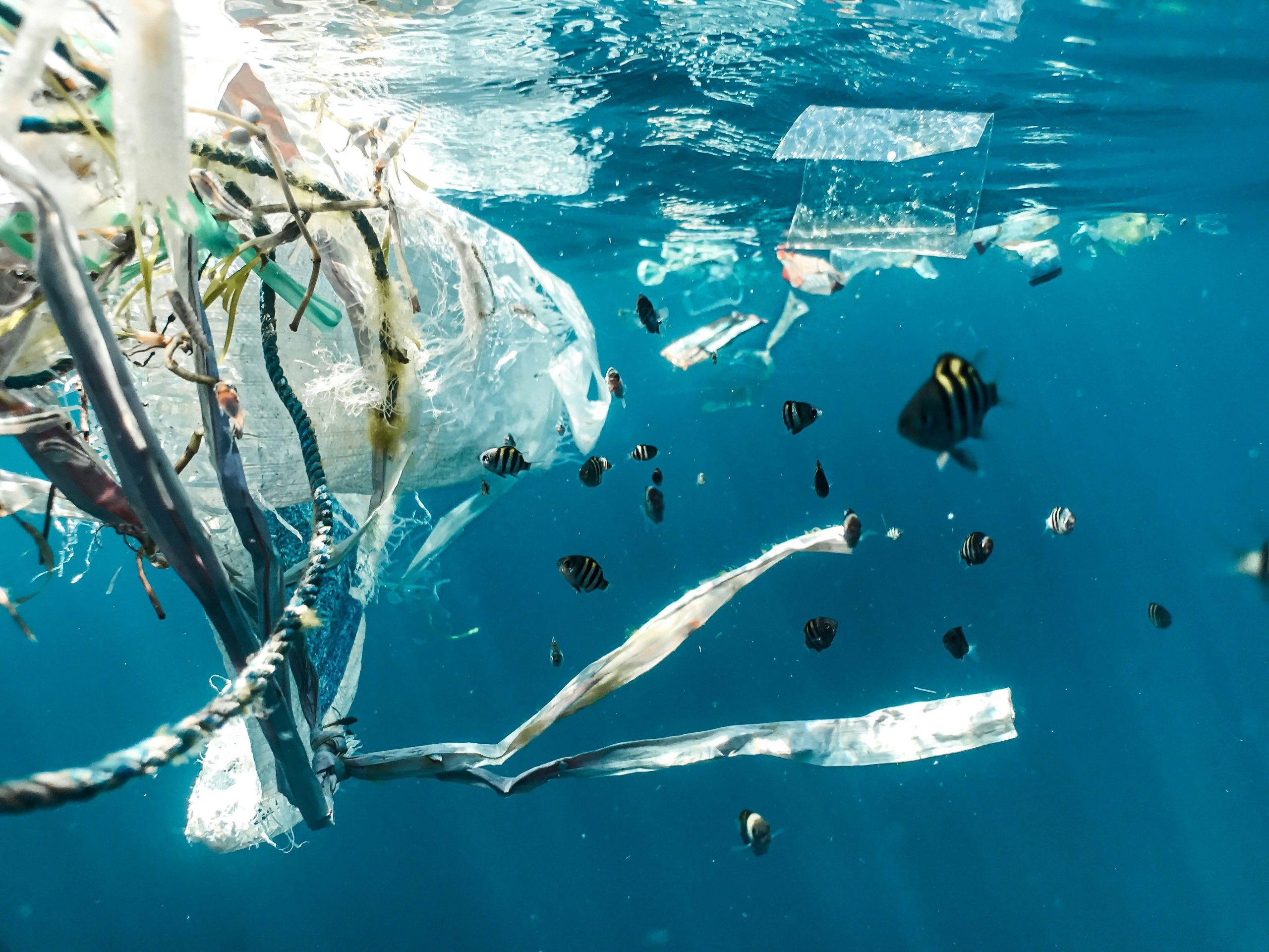 découvrez l'importance de la protection des océans pour préserver la biodiversité marine et maintenir l'équilibre écologique. agissons ensemble pour un avenir durable!