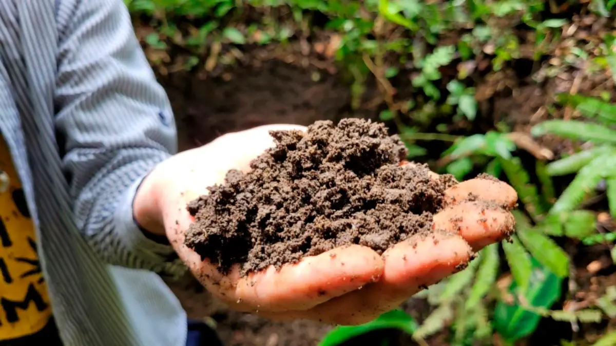 découvrez les mystères enfouis sous nos pieds avec 'secrets du sol'. explorez l'importance du sol pour notre écosystème, son rôle dans la biodiversité, et les pratiques durables pour le préserver. plongez au cœur de la terre et révélez ses trésors cachés.