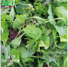 découvrez notre sélection de semences biologiques pour cultiver des plantes saines et respectueuses de l'environnement. profitez de variétés authentiques et de conseils pratiques pour réussir vos jardins ou potagers avec des méthodes durables.