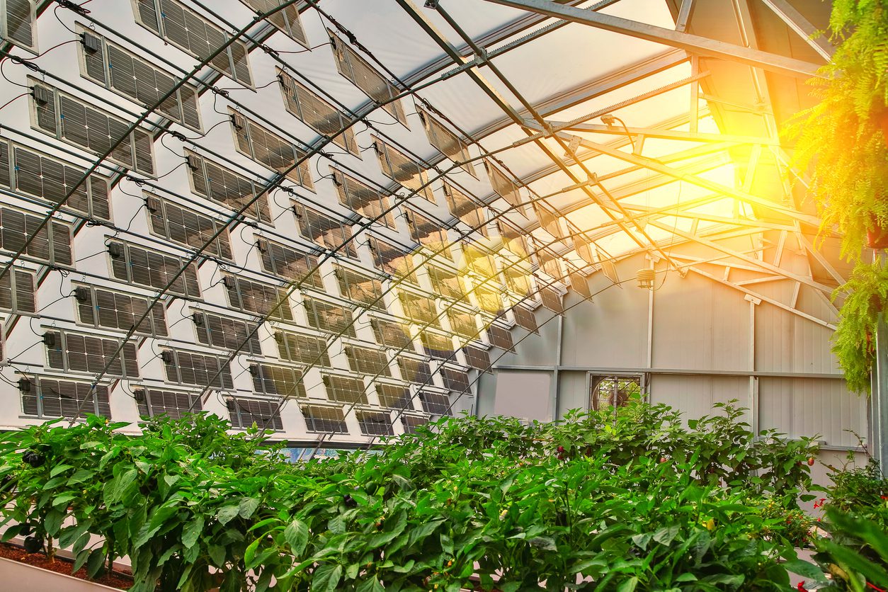 découvrez les serres solaires agricoles, une solution innovante pour optimiser la culture tout en respectant l'environnement. apprenez comment ces structures intelligentes maximisent la lumière du soleil pour favoriser la croissance des plantes et réduisent la consommation énergétique. transformez votre approche de l'agriculture durable avec des serres qui allient performance et éco-responsabilité.