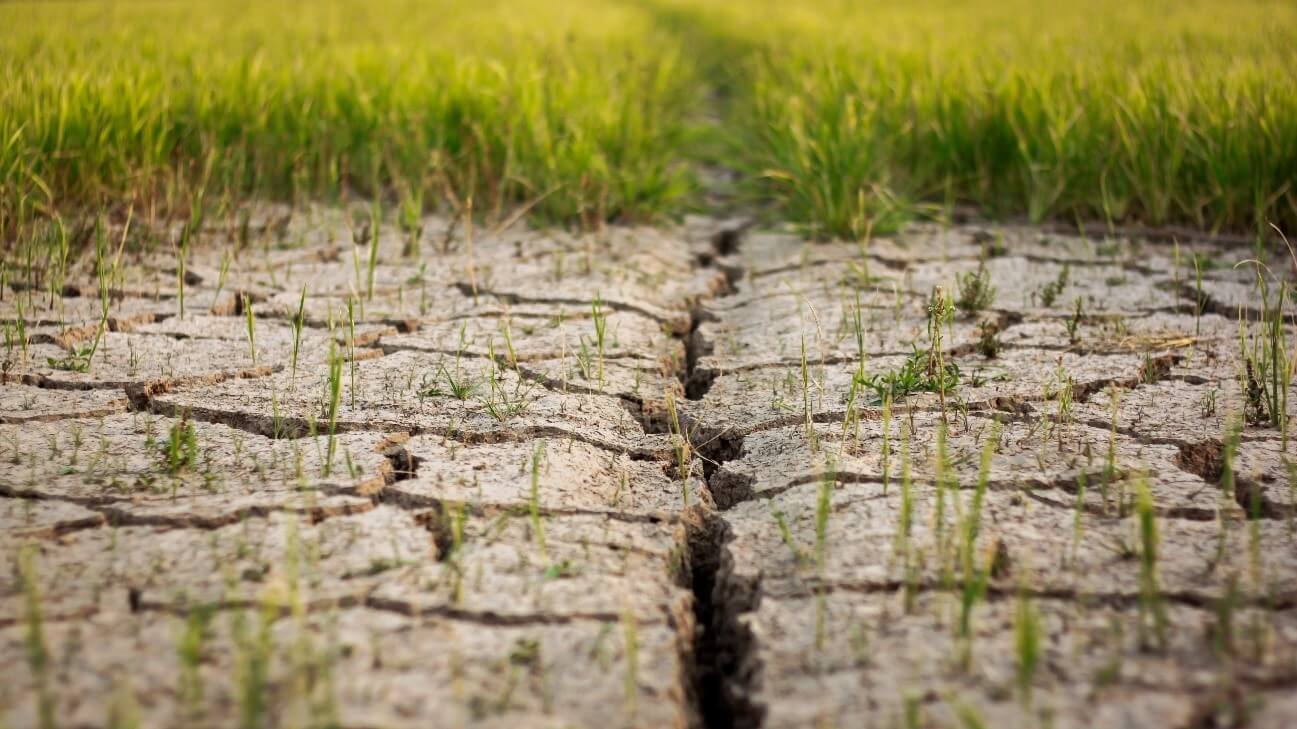 découvrez des solutions agricoles innovantes pour faire face aux défis des changements climatiques. optimisez vos pratiques pour protéger votre récolte tout en préservant l'environnement.