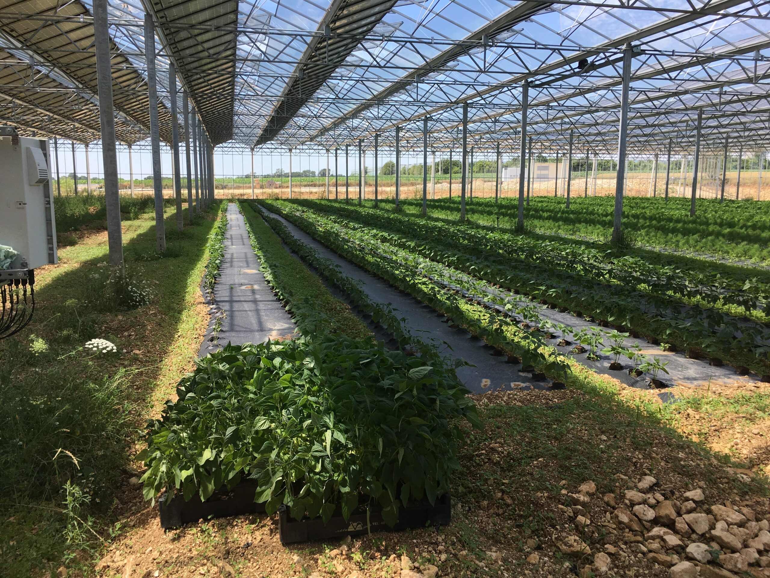 découvrez comment l'alliance entre l'agriculture et les panneaux photovoltaïques peut transformer les exploitations agricoles, optimiser l'utilisation des terres et favoriser une production durable d'énergie renouvelable tout en soutenant la biodiversité.
