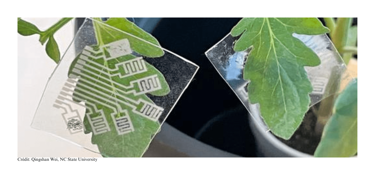 découvrez comment la technologie révolutionne la lutte contre les maladies des plantes. explorez les innovations, les diagnostics avancés et les solutions durables pour protéger vos cultures et optimiser votre rendement agricole.