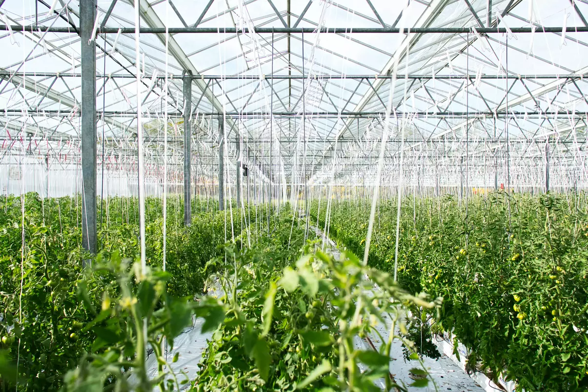 découvrez les dernières tendances agri-tech qui révolutionnent le secteur agricole. explorez les innovations technologiques, les pratiques durables et les solutions numériques qui transforment la manière de cultiver et de gérer les ressources, tout en améliorant la productivité et la rentabilité.