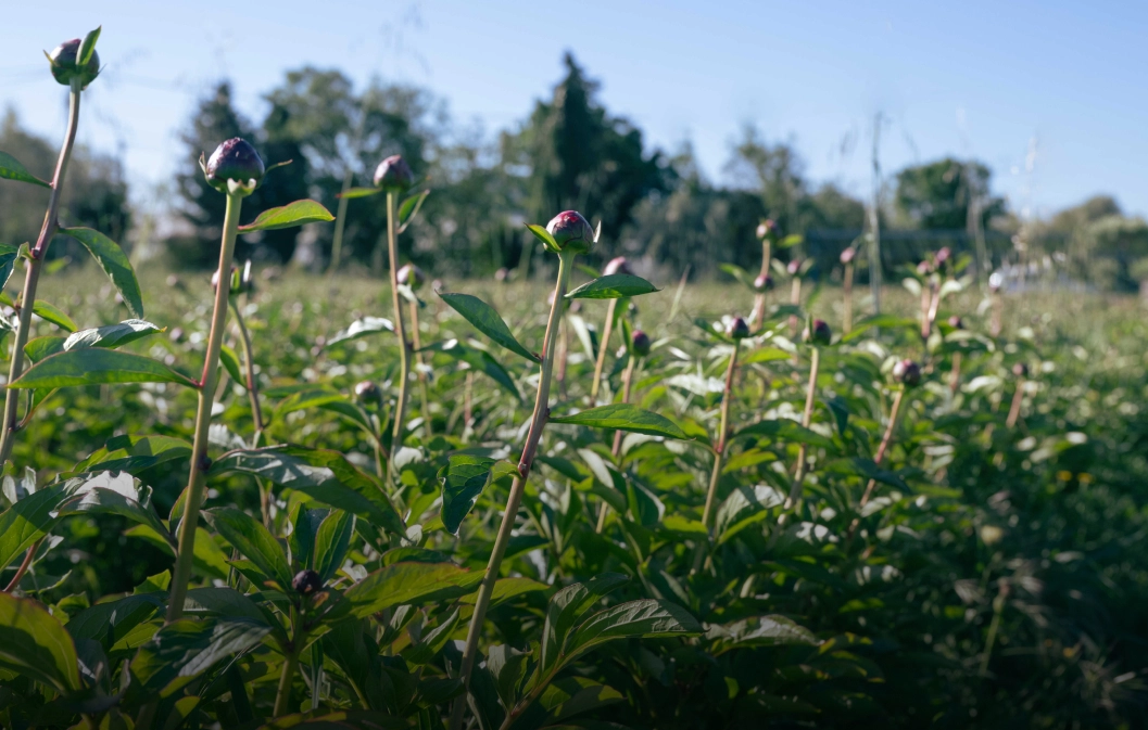découvrez comment les terres cultivées peuvent favoriser une agriculture durable, améliorer la biodiversité et garantir une production alimentaire respectueuse de l'environnement. apprenez les meilleures pratiques pour préserver les ressources naturelles tout en soutenant les agriculteurs.