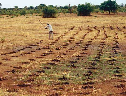 découvrez comment les terres arables jouent un rôle crucial dans l'agriculture écologique, favorisant la durabilité, la biodiversité et des pratiques respectueuses de l'environnement. apprenez les techniques innovantes qui préservent la richesse des sols tout en produisant des aliments sains.