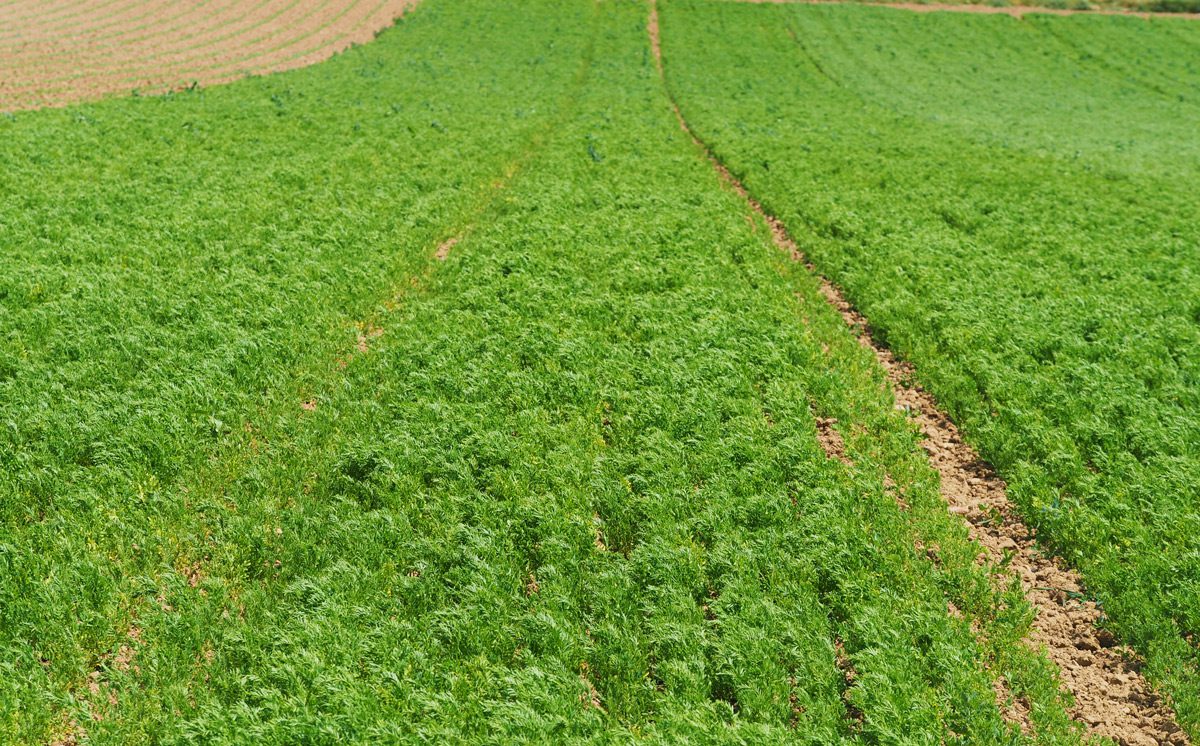 découvrez l'agriculture durable, une approche innovante qui allie respect de l'environnement, efficacité économique et bien-être social. explorez des techniques agricoles responsables qui préservent nos ressources naturelles tout en garantissant une production alimentaire de qualité pour les générations futures.