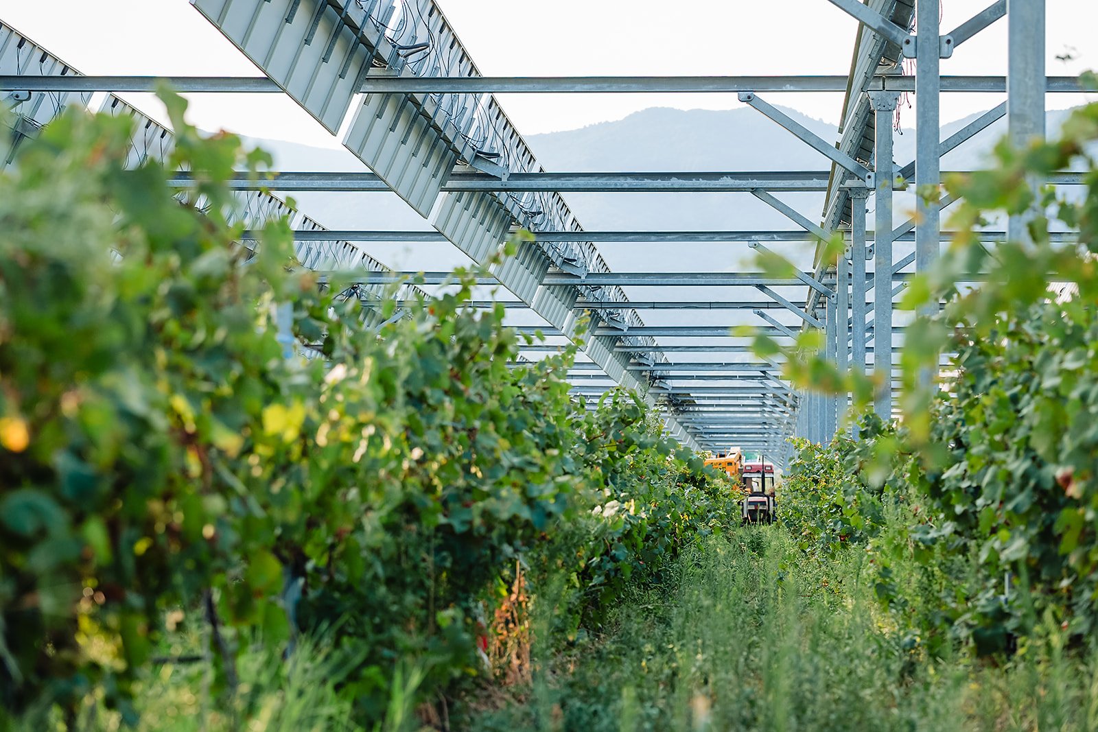 découvrez l'agrivoltaïsme, une innovation durable qui combine agriculture et production d'énergie solaire. apprenez comment cette approche synergique improve la rentabilité des exploitations tout en préservant l'environnement.