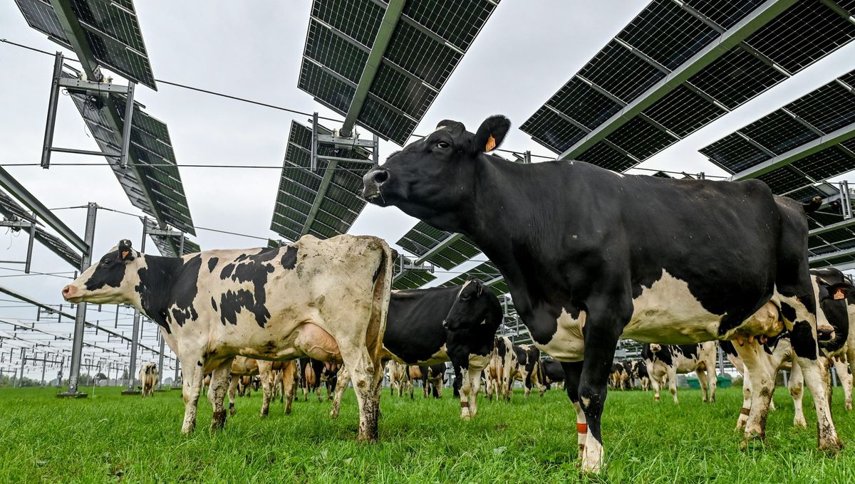 découvrez l'agrivoltaïsme, une solution innovante alliant agriculture et production d'énergie solaire. apprenez comment cette méthode durable optimise les terres agricoles tout en réduisant l'empreinte carbone et en favorisant la biodiversité.