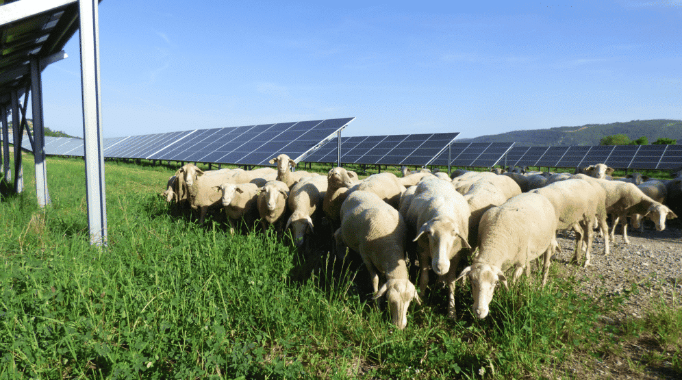 découvrez les enjeux de l'agrivoltaïsme durable, une solution innovante alliant agriculture et production d'énergie solaire. cette approche permet d'optimiser l'utilisation des terres tout en préservant l'environnement et en soutenant les agriculteurs dans leur transition énergétique. explorez les bénéfices économiques et écologiques de cette pratique durable.