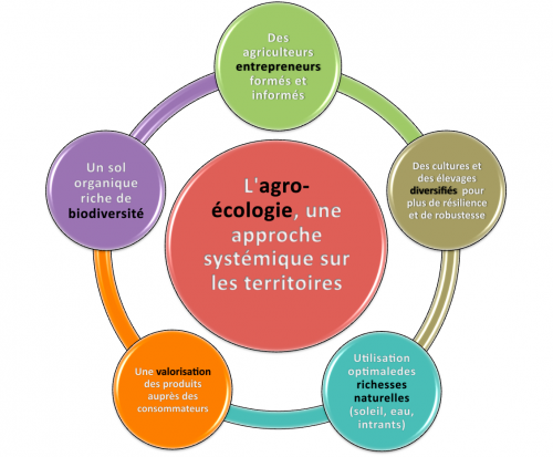 découvrez comment l'agroécologie et l'agriculture durable transforment les pratiques agricoles. explorez des solutions innovantes pour préserver l'environnement tout en garantissant une production alimentaire responsable et respectueuse des écosystèmes.