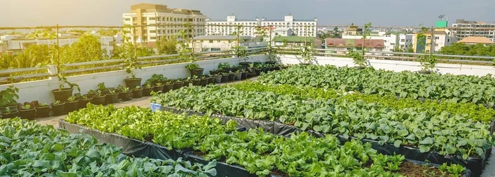découvrez les fermes verticales urbaines, une solution innovante pour cultiver des aliments frais en milieu urbain. explorez les avantages de l'agriculture verticale, son impact sur l'environnement et comment elle révolutionne notre manière de consommer tout en optimisant l'espace disponible.