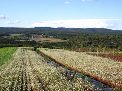 découvrez les avantages des cultures intercalaires : une méthode innovante pour optimiser la production agricole, améliorer la biodiversité et réduire l'utilisation de pesticides. explorez comment cette technique permet de maximiser l'efficacité des cultures tout en préservant l'environnement.