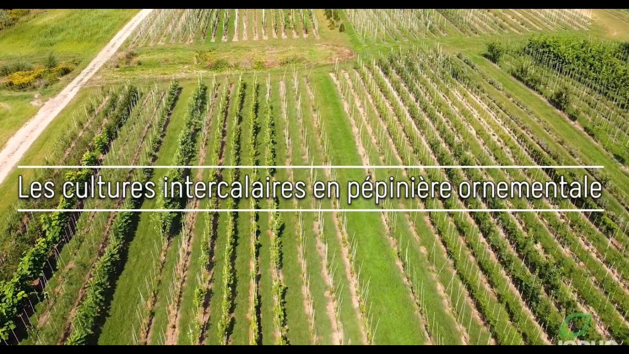 découvrez les avantages des cultures intercalaires, une technique agricole qui optimise l'utilisation des sols en associant différentes plantes pour améliorer la biodiversité, réduire les maladies et maximiser les rendements. apprenez comment cette méthode durable peut transformer votre approche de l'agriculture.