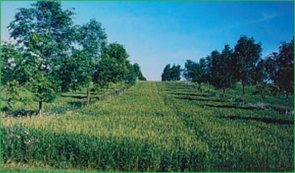 découvrez les avantages des cultures intercalaires, une méthode agricole innovante qui optimise la production tout en préservant la biodiversité. apprenez comment cette technique peut améliorer la santé de vos sols et augmenter vos rendements.