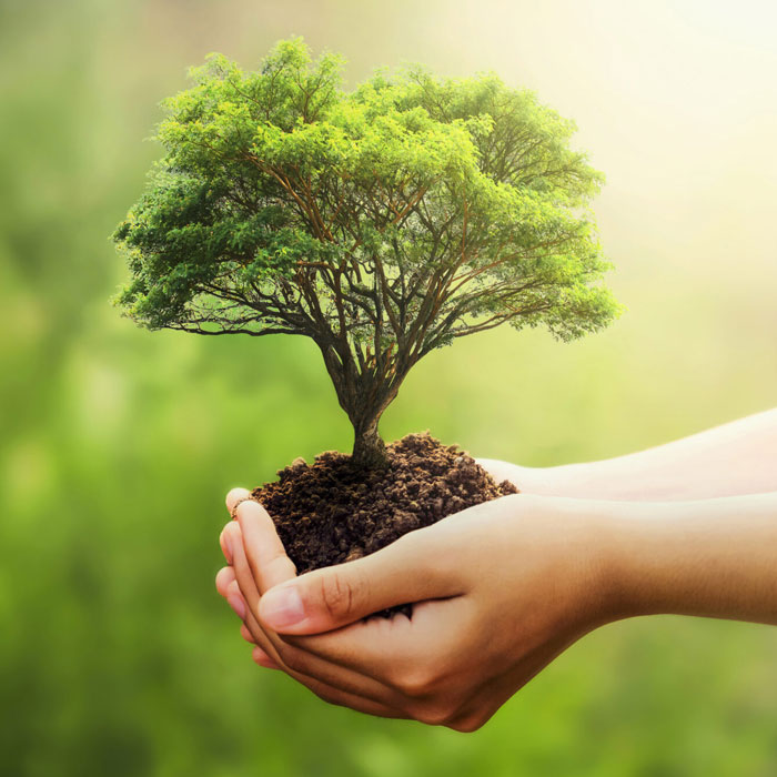 découvrez l'importance de l'écologie pour la préservation de notre planète. explorez des solutions durables et des initiatives respectueuses de l'environnement qui font la différence pour un avenir plus vert.