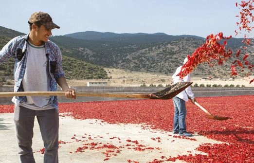 découvrez comment l'agriculture durable et les pratiques de gestion des ressources contribuent à garantir la sécurité alimentaire. explorez les enjeux actuels et les solutions innovantes pour assurer un avenir alimentaire sûr et responsable.