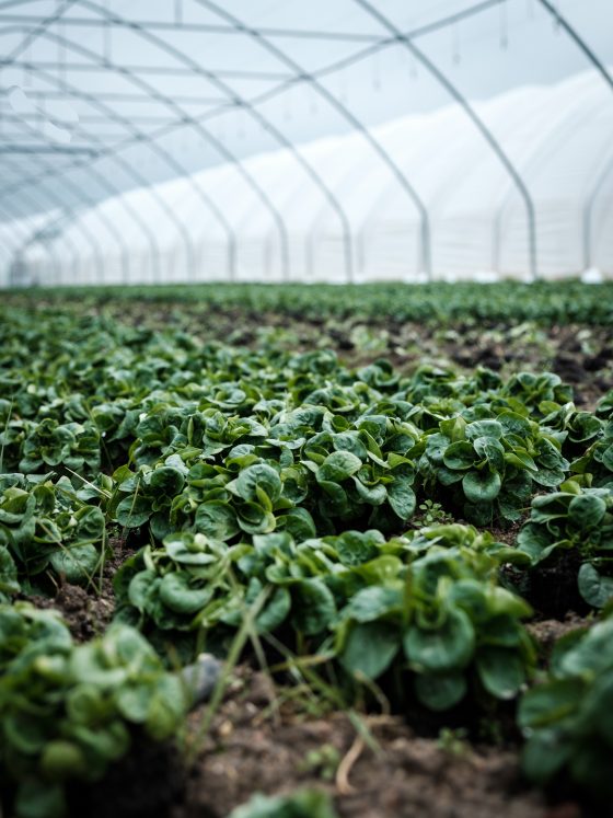 découvrez l'importance de la sécurité alimentaire dans le secteur agricole. explorez les liens entre production, gestion des ressources et durabilité pour garantir un avenir alimentaire sûr et sain.