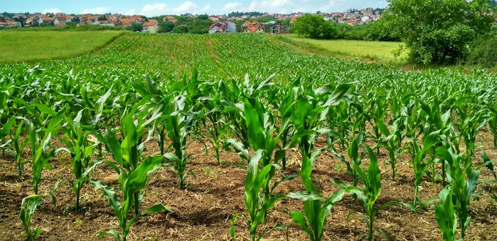 découvrez les principes de l'agriculture durable, une alternative responsable qui préserve l'environnement tout en garantissant des rendements agricoles. apprenez comment adopter des pratiques respectueuses des ressources naturelles et favoriser la biodiversité pour un avenir plus vert.