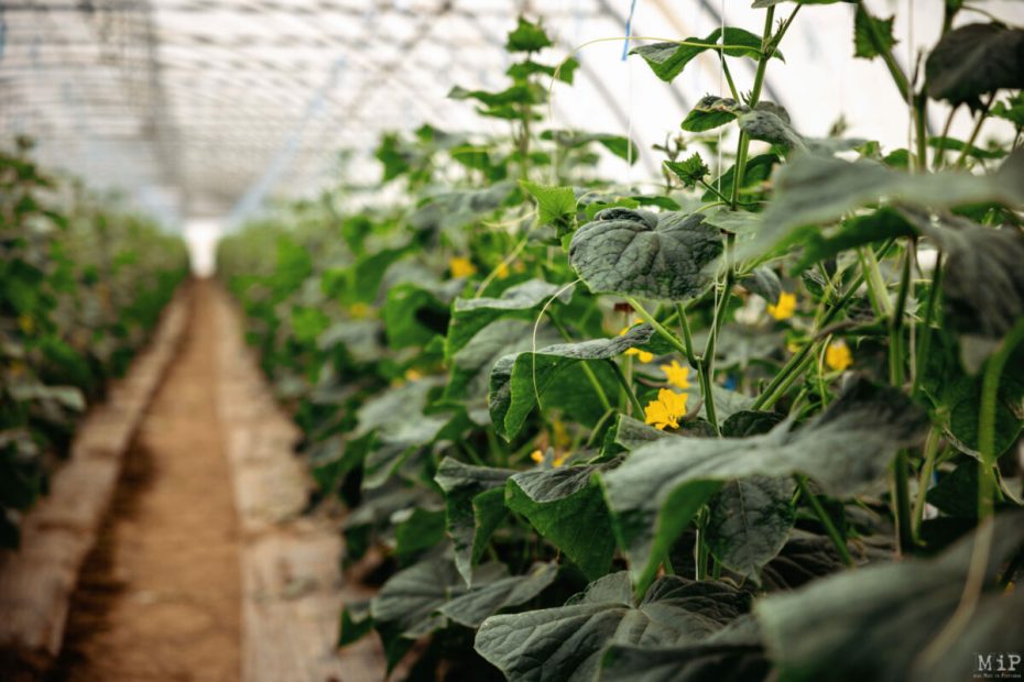 découvrez comment l'agriculture durable contribue à la lutte contre le changement climatique en favorisant des pratiques respectueuses de l'environnement et en préservant les ressources naturelles. explorez des solutions innovantes pour un avenir agricole responsable.