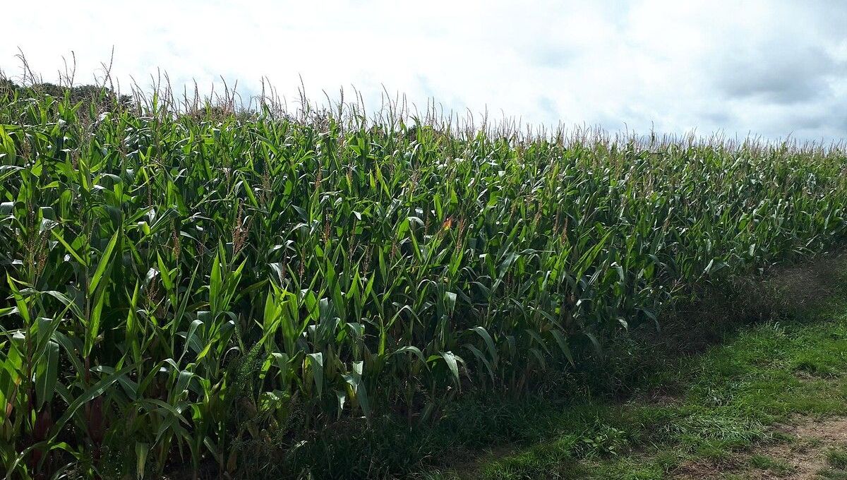 découvrez comment l'agriculture interagit avec le climat et les enjeux liés à la durabilité, l'impact des pratiques agricoles sur l'environnement, et les solutions innovantes pour un avenir plus vert.