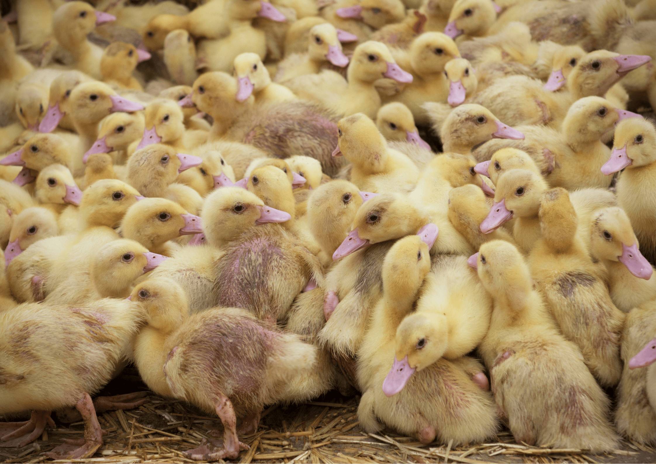 découvrez l'élevage industriel, une pratique agricole moderne qui maximise la production animale tout en répondant aux exigences de durabilité. plongez dans les méthodes innovantes, les enjeux économiques et environnementaux, et l'impact sur la qualité des produits. apprenez comment l'élevage industriel façonne l'avenir de la nourriture et de l'agriculture.