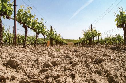 découvrez les enjeux de l'érosion des sols en agriculture : ses causes, ses conséquences sur la fertilité des terres et les méthodes pour la prévenir. une approche indispensable pour une agriculture durable et respectueuse de l'environnement.