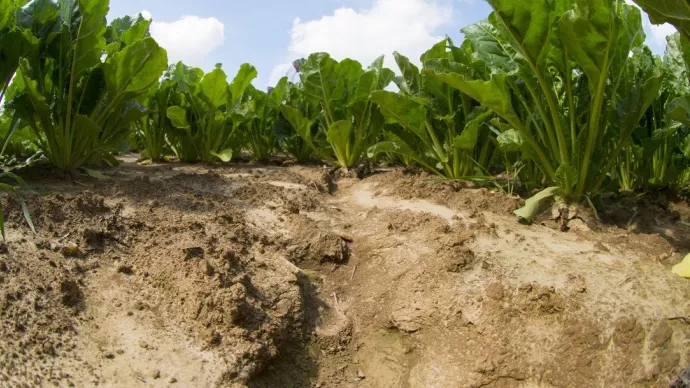 découvrez l'impact de l'érosion des sols en agriculture : causes, conséquences et solutions pour préserver notre environnement et assurer la durabilité des cultures.