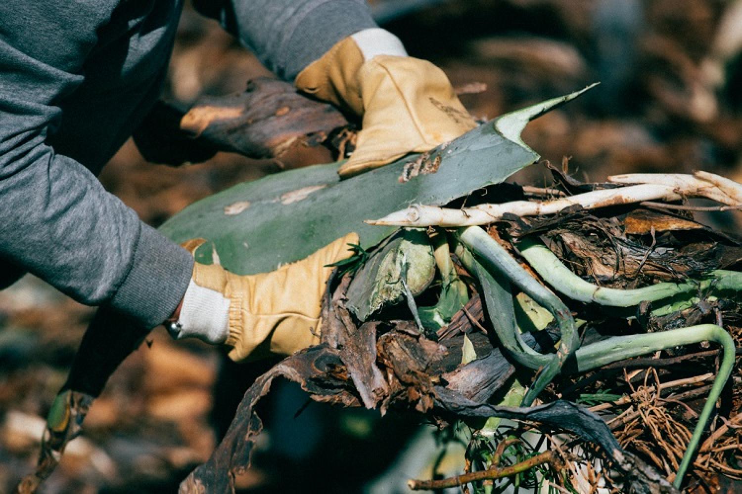 découvrez les impacts des espèces envahissantes sur nos écosystèmes et l'importance de leur gestion. apprenez comment elles perturbent la biodiversité et comment nous pouvons agir pour protéger notre environnement.