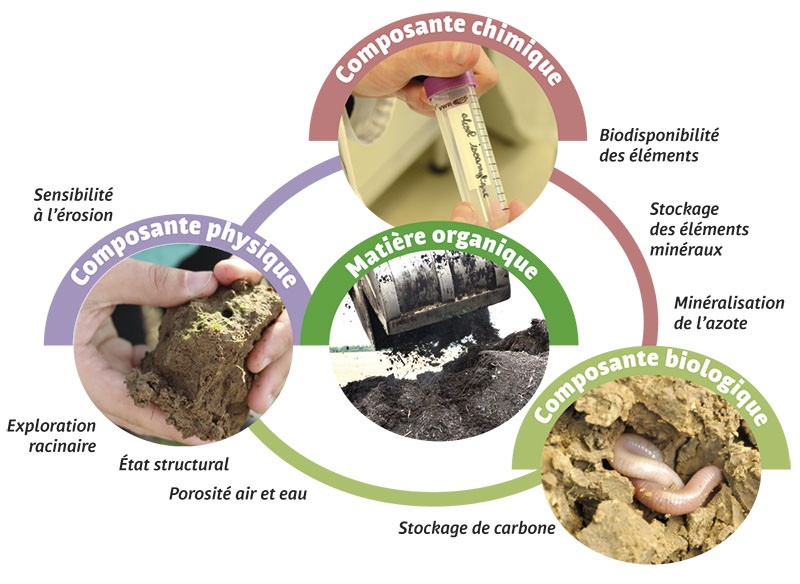 découvrez l'importance de la fertilité des sols pour une agriculture durable. apprenez les techniques et méthodes pour enrichir vos terres, optimiser les cultures et préserver l'environnement. explorez des astuces pratiques pour améliorer la santé de votre sol et maximiser vos rendements.