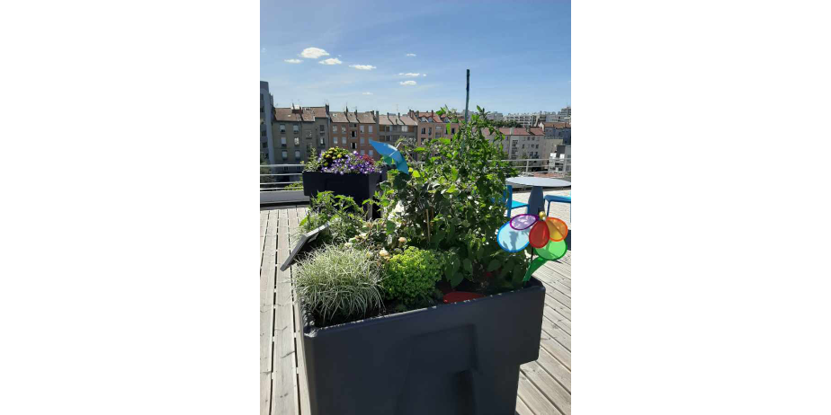 découvrez les secrets du jardinage intérieur écologique : des astuces pratiques pour cultiver des plantes saines tout en préservant l'environnement. apprenez à créer un espace vert durable chez vous, même dans les petits espaces.