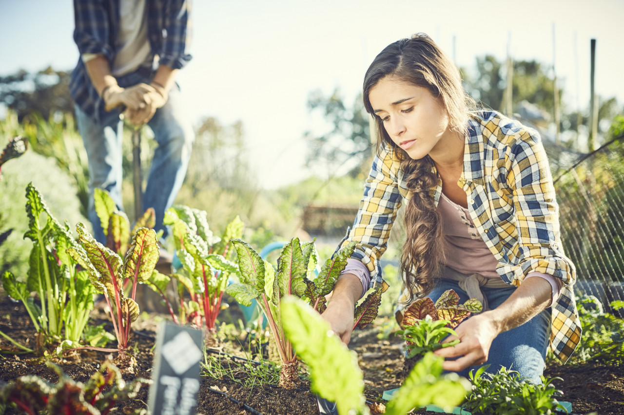 découvrez les plateformes agricoles, des solutions innovantes qui connectent les agriculteurs, facilitent les échanges de produits et améliorent l'efficacité des pratiques agricoles. explorez comment ces outils technologiques transforment le secteur agroalimentaire et favorisent la durabilité.