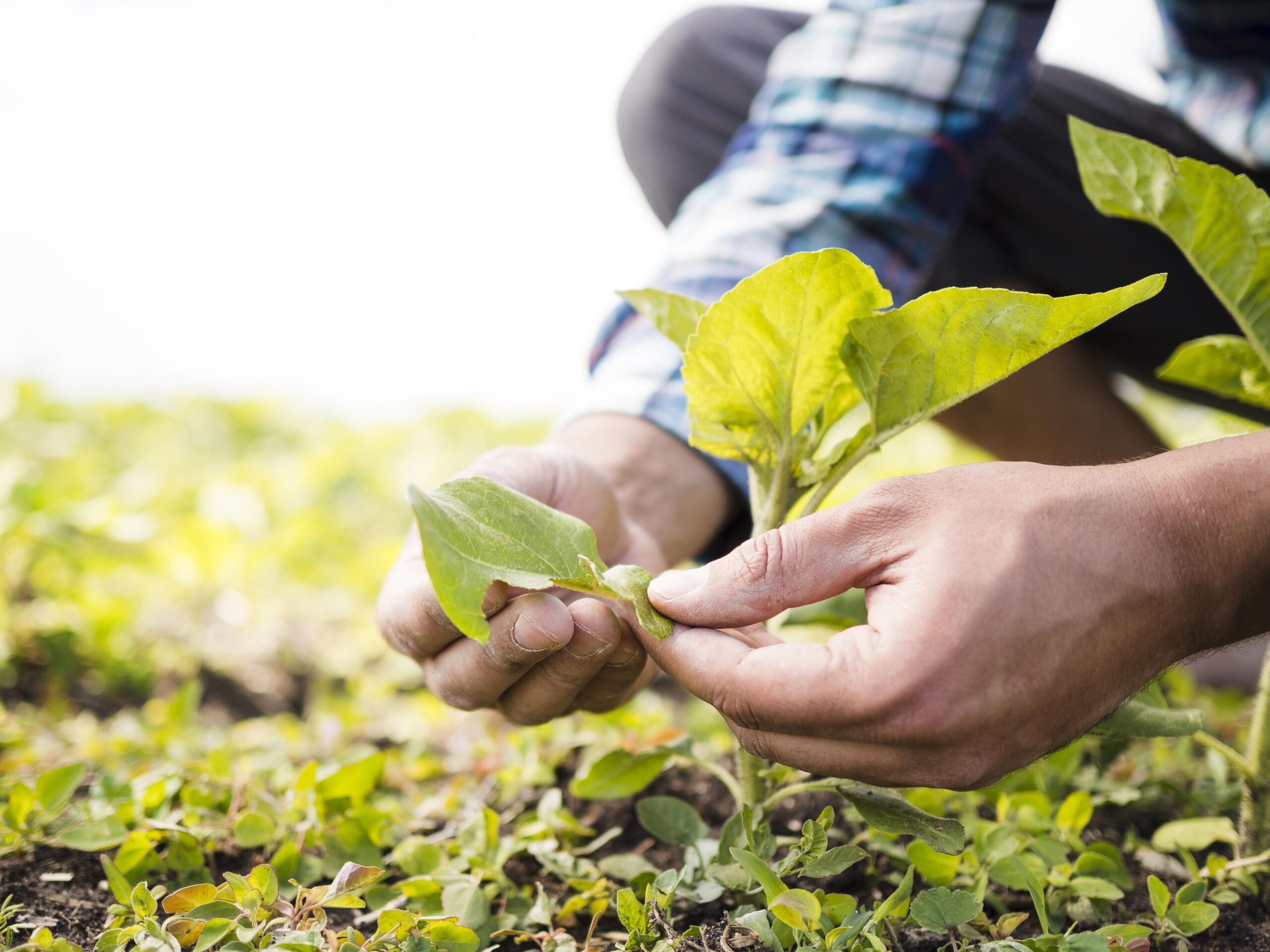 découvrez des produits locaux de qualité, issus d'une agriculture durable. engagez-vous pour une consommation responsable en soutenant les agriculteurs de votre région et en favorisant des pratiques respectueuses de l'environnement.