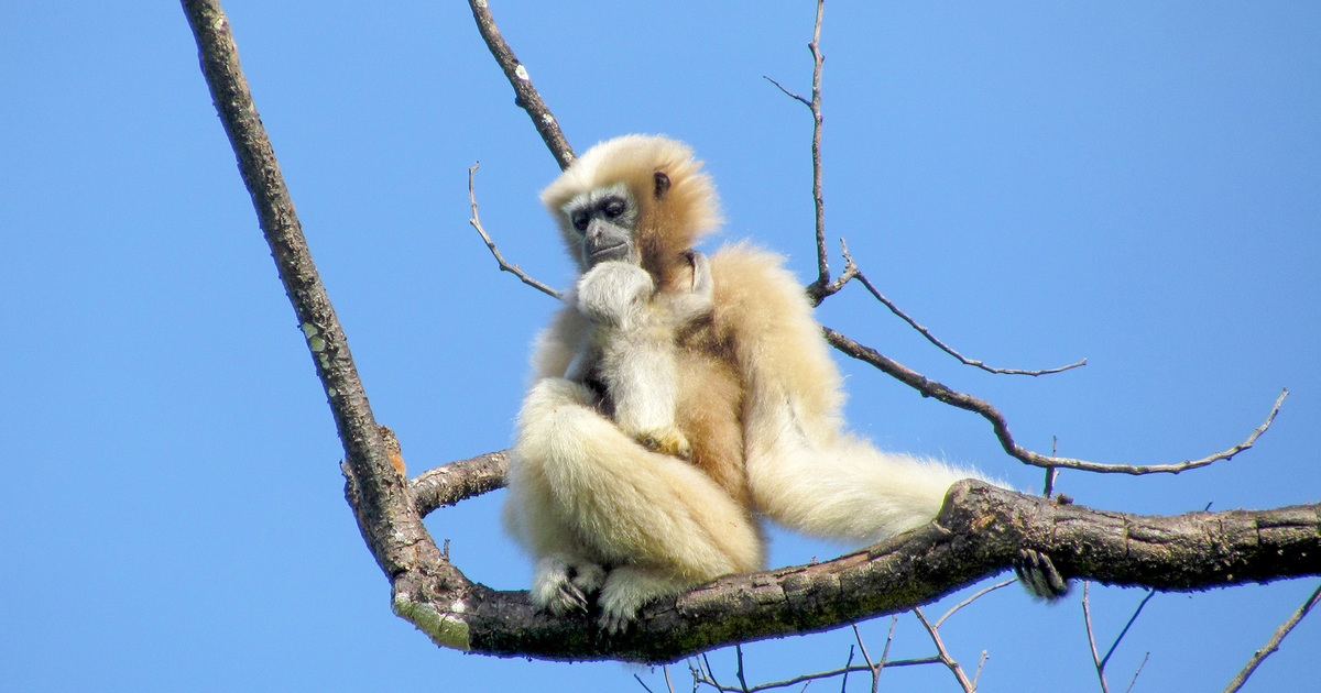 découvrez les actions essentielles pour la protection des animaux menacés et les initiatives qui contribuent à leur préservation. engagez-vous pour la biodiversité et apprenez comment vous pouvez faire la différence pour ces espèces en danger.
