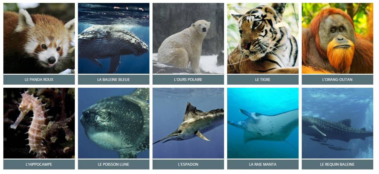 découvrez les initiatives et actions essentielles pour la protection des animaux menacés. engagez-vous pour la préservation de la biodiversité et apprenez comment chacun peut contribuer à la sauvegarde des espèces en danger.